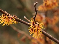 Kalm201401 Hamamelis japonica x vernalis 4862